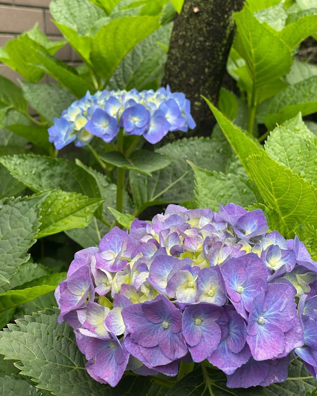 狩野舞子さんのインスタグラム写真 - (狩野舞子Instagram)「・ 紫陽花の季節ですね〜😌💠 毎年いっぱい載せてる気がする… ・ #梅雨 #紫陽花」6月14日 22時37分 - kanochan715