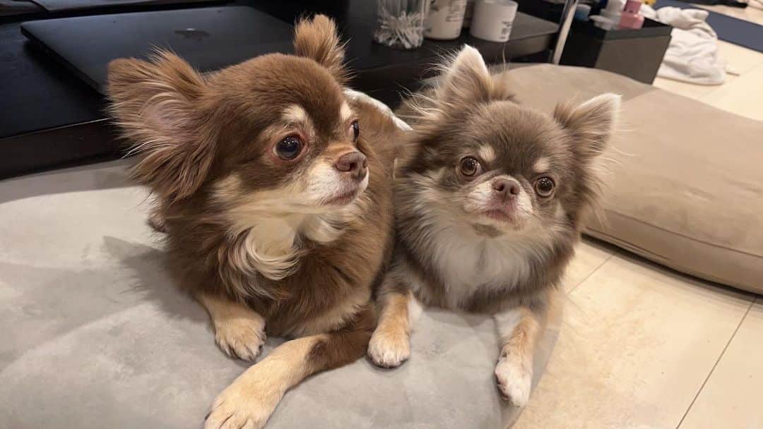 佐々木洋平のインスタグラム：「寂しい時はくっついて　 寂しくない時は喧嘩してる兄妹🐕🐩  なでなでしてたら30分はすぎるから 俺は一日23時間30分しかないんですw  23時間30分を誰よりも楽しんで  誰よりも幸せに生きています。  自分のことをやるよりも人のことやってる方がストレス100倍ですが喜びは1000倍です。  何がいいたいかというと明日から沖縄ですが釣りできないくらい忙しいんですw  #ちわわ  #ちわすたぐらむ  #チワワ  #chihuahua  #チョコタン  #イザベラタン」