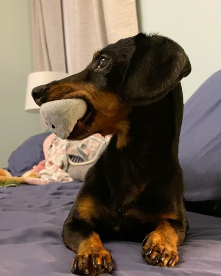 Crusoe the Celebrity Dachshundのインスタグラム：「“Squeaking is good for the soul..❤️‍🩹 It’s been hard for Dad to work on things lately.. like our Arizona Part 2 episode that we never finished.. and my game.. but we know we have to keep moving forward.. So, the next 100 levels of my game will finally be coming out in a few days. The Arizona episode which was supposed to come alongside that won’t be happening, but Dad will keep working on that, too… Thanks for all your understanding, love, and support.” ~ Crusoe」