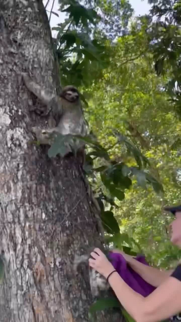 WildLifeのインスタグラム：「A reunion worth waiting for, organised by @jaguarrescuecentercr 🦥🥰: “We are happy to announce that we were able to reunite this mother and baby 3-fingered sloths (Bradypus variegatus). On May 10, one of the staff members found the baby crying on the floor near the beach. He spotted the mom on the tree, but she was climbing back to the canopy🌳, so he brought the baby for a check-up with the vet, the sloth was healthy and didn't have any injuries. We recorded the cry of the baby and played it near the tree to get the mom's attention, we waited patiently until the mom came down for the baby.”   📍@jaguarrescuecentercr, Costa Rica」