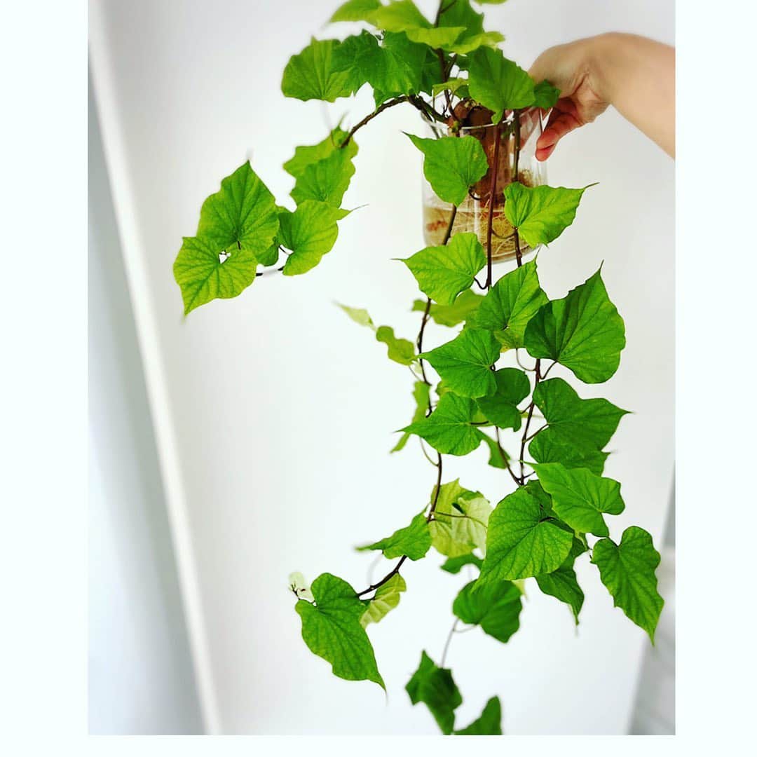 のインスタグラム：「サツマイモが育ちました😋  植物として育てるか、 芋として育てるか。  #サツマイモ#家庭栽培 #植物のある暮らし」