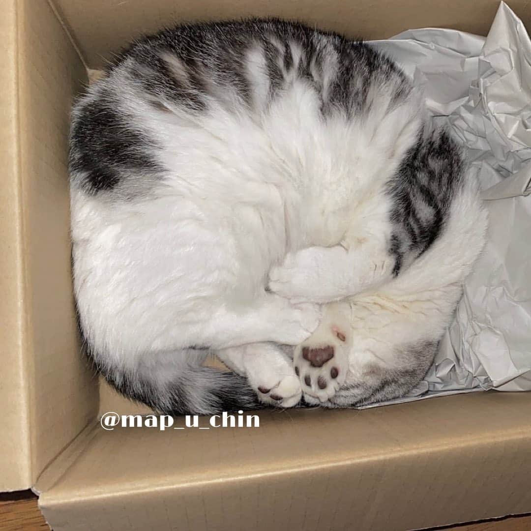まっぷーちんさんのインスタグラム写真 - (まっぷーちんInstagram)「段ボール箱の中で顔を隠しながら寝てます✋  #猫 #ねこ #cat #マンチカン #短足マンチカン #折れ耳マンチカン #manchkin」7月14日 11時20分 - map_u_chin