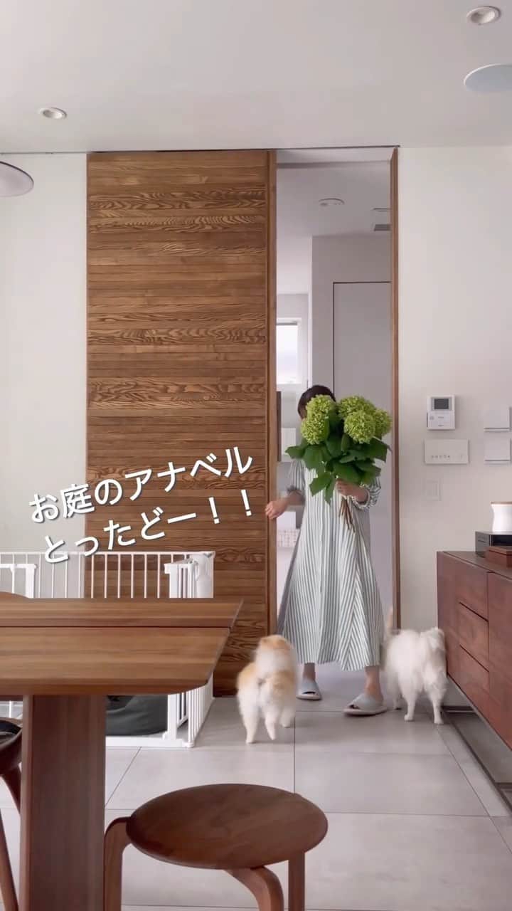 yuki のインスタグラム：「2022.7.14  植えて2年目になるアナベル、去年よりたくさんできましたー！㊗️💕  ちょっと収穫が遅かったかも…😂  でもドライにする前に、花瓶に入れて一日楽しもうと思いますー！いえいっ！  来年はもっといっぱい咲きますよーに！！  …そして3回目のリール。  やっぱりむずい。 むずすぎるー！！  文字入れのセンスに40代がダダ漏れている気がするのは私だけでしょうか…😂  オシャレな文字入れはあきらめましたがまたよかったら見てくださーい😇♡  #くらしの編集　#アナベル　 #おうちと暮らしのレシピ」