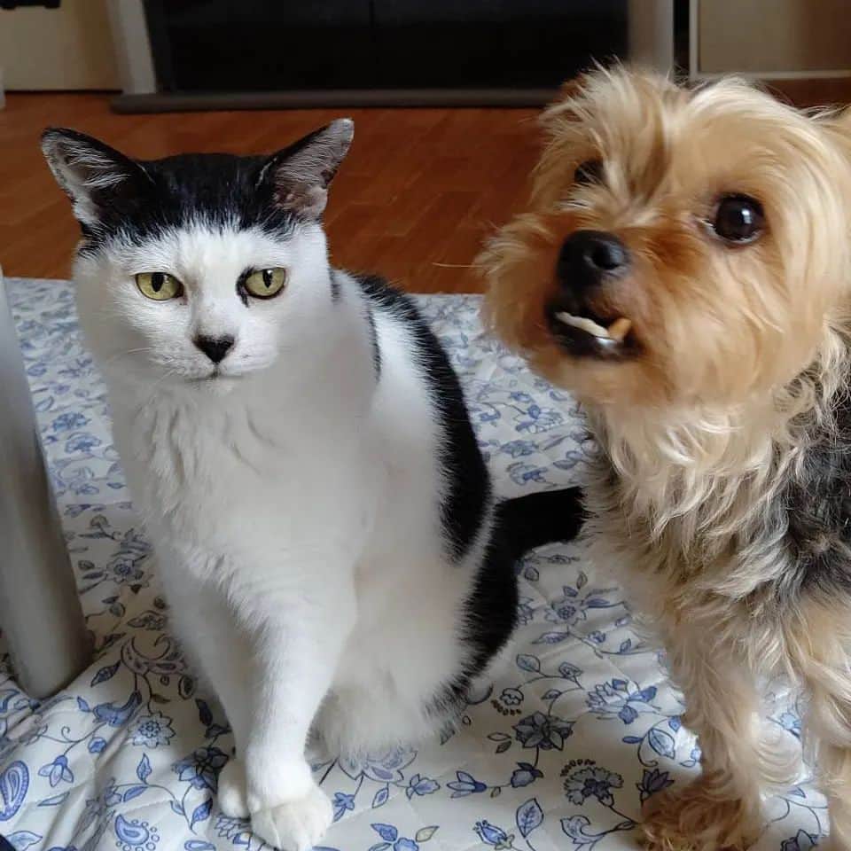アトムとノエルのインスタグラム：「お久しぶりです！ 特に仲が良いわけでも悪いわけでもないアトムさんと犬の2ショットです！  #ねこ#cat」