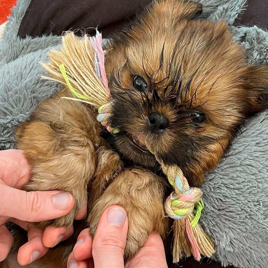 マシュー・ヤングのインスタグラム：「omg say hi to my nu baby ✨UZI✨ he is one of the many good things happening this july 👀 more announcements incoming 📢 #shihtzu #shihtzu #shihtzu」