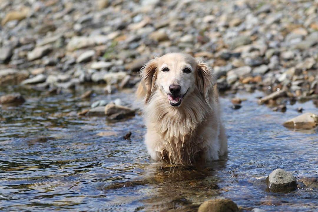 ハッチ＆ニコさんのインスタグラム写真 - (ハッチ＆ニコInstagram)「暑かったので ちょっと水遊び  #カメラ嫌い同好会  #犬の生活が第一 #癒しわんこ #dachshund #ダックス #犬バカ部 #短足部 #ふわもこ部」7月10日 19時53分 - hacth427
