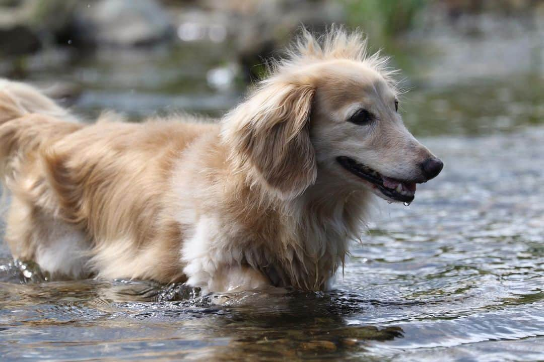 ハッチ＆ニコのインスタグラム：「暑かったので ちょっと水遊び  #カメラ嫌い同好会  #犬の生活が第一 #癒しわんこ #dachshund #ダックス #犬バカ部 #短足部 #ふわもこ部」