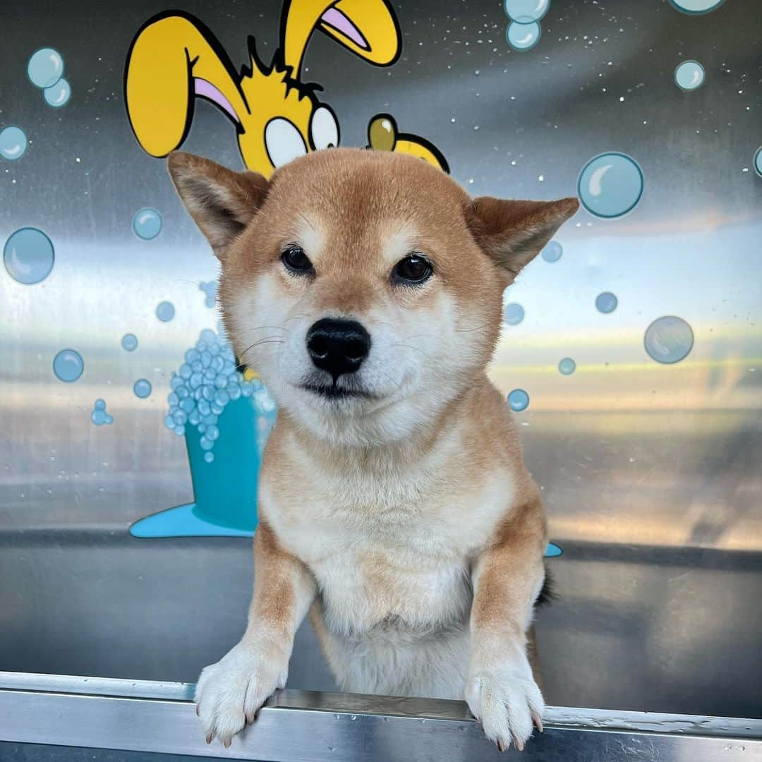 Shibainu Pontaのインスタグラム：「今度にしよ、せっかく来たけどって聞こえてきた。  #ドッグウォッシュ  #メルボルン #今日はあったかかったから  #柴犬のいる暮らし」