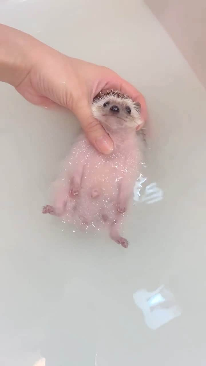 animalsのインスタグラム：「Cuteness overload 🥺🦔 Video by: @aoringo_ham」