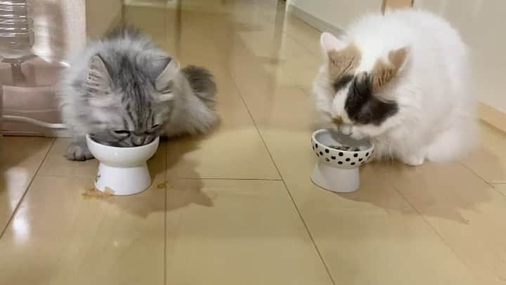 猫壱（ねこいち•ネコイチ）のインスタグラム