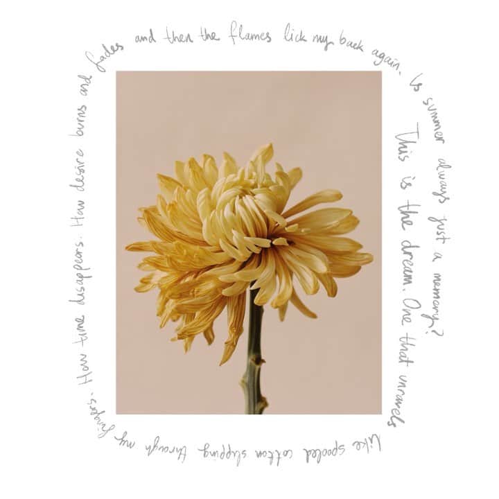 Luraのインスタグラム：「Ode to Summer: “This is the dream. One that unravels like spooled cotton slipping through my fingers. How time disappears, how desire burns and fades and then the flames lick my back again. Is Summer always just a memory?”  ❊ LULA ISSUE 31  ⇉  AVAILABLE TO PREORDER NOW  ⇉  CLICK LINK IN BIO ❊ Photography @_melanie__rodriguez_ Creative Director @lisrah Words @lottejeffs」