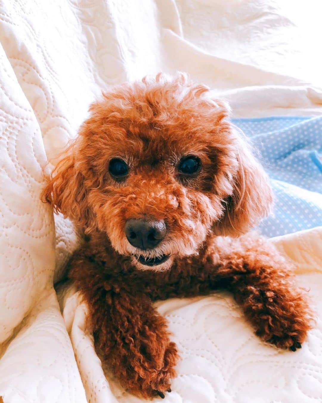 のインスタグラム：「* 必ずカメラ目線の愛犬 小太郎！ 今月14日が誕生日です🎂🎊🎉  #藤澤ノリマサ  #fujisawanorimasa  #norimasafujisawa  #popopera #ポップオペラ #photo #pets  #toypoodle  #love #poodle  #といぷーどる  *」