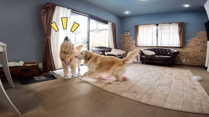 まゆみのインスタグラム：「。 。 大きいプール開き😂 。 もう待ちきれないね😂 。 。 #小さいプールありがとうございました #大きいプール頑張ってください 。 。 #ゴールデンレトリバー#goldenretriever#dog#犬#あーぺー」