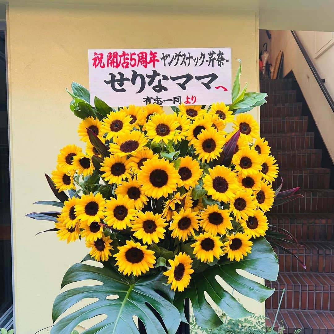 川崎芹奈さんのインスタグラム写真 - (川崎芹奈Instagram)「2022.7.7 ヤングスナック 芹奈5周年を迎えることができました✨😆💖  7.6〜7.9までの4日間！ 浴衣で夏祭り〜👘な周年イベント、急遽決めてしまいましたが遊びに来てくれた皆さん一緒に盛り上げてくれた1日ママの皆さん、本当にありがとうございました💖  8.9はななちゃん着付けもありがとう♡  たっくさんのお祝い🥂 本当に胸がいっぱいです。  5周年となると、常連さんも長くなって、一緒に色々な思い出を積み重ねているんだと思うとなんだか感慨深くてじわじわきます。  今年はアイドルとしてではなくスナックのママとしてお会いしたお客さん達がお祝いしてくれることも多くて、5年間の厚みを少しだけ感じられてとっても嬉しかったです💗  もちろんアイドル時代から応援してくれている方も、完全に酒焼けしたわたしを許し(?)今もこうして一緒に楽しく過ごせることが嬉しいです😋♡音楽もやめないヨ。  1日ママの皆にはお店もままならない最初の頃から協力してくれたり、色々な社会情勢や変化がある中でついてきてくれていること。本当に感謝しています。 新しい仲間が増えていくことも本当に嬉しいです♡  ハタチの怖いもの知らずな自信で自分のお店を続けることは絶対にできると思っていたけど、月日が流れていく中で気づけば周りにはたくさんの人がいてくれて、自分が中心となって動いていく今の現状はその頃にはまったく想像してませんでした。  今のお店があるのはこの5年間の中で協力してくれたすべての方のおかげであり、一人じゃむりでした。だから周りにいてくれる人を大切に、お店と共に自分も成長させて大きな器を手に入れたいです。  お店で過ごす楽しい時間が大好きで、辛い時もいつも向き合ってくれる大切なお客様が大好きで、お店で飲むお酒はどこで飲むよりも一番楽しくて大好きです♡  いつもはっぴーで刺激的な毎日をありがとう。  わたしの愛でお返しします！  これからもヤングスナック芹奈をよろしくお願いします😊💖  記念品のオリジナルシール渡し忘れた方ごめんなさい！まだあります！ スタンドフラワーやお花も本当にありがとうございます💐  #渋谷　#スナック　#ヤングスナック　#ヤングスナック芹奈 #5周年　#ひまわり　#バー　#ヤンスナ　#アイドル」7月11日 19時44分 - serina_yss