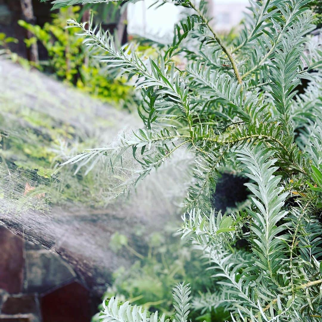 のインスタグラム：「朝の大事な仕事は水まきでござる💦💦💦Main morning job is watering💦💦💦  🕊Peace & Kindness, may all your dreams come true🕊  #夏 #庭 #朝 #summer #garden #morningroutine #朝のルーティン」