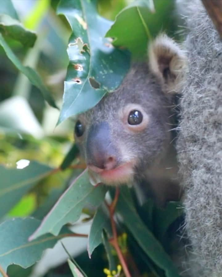 Australiaのインスタグラム