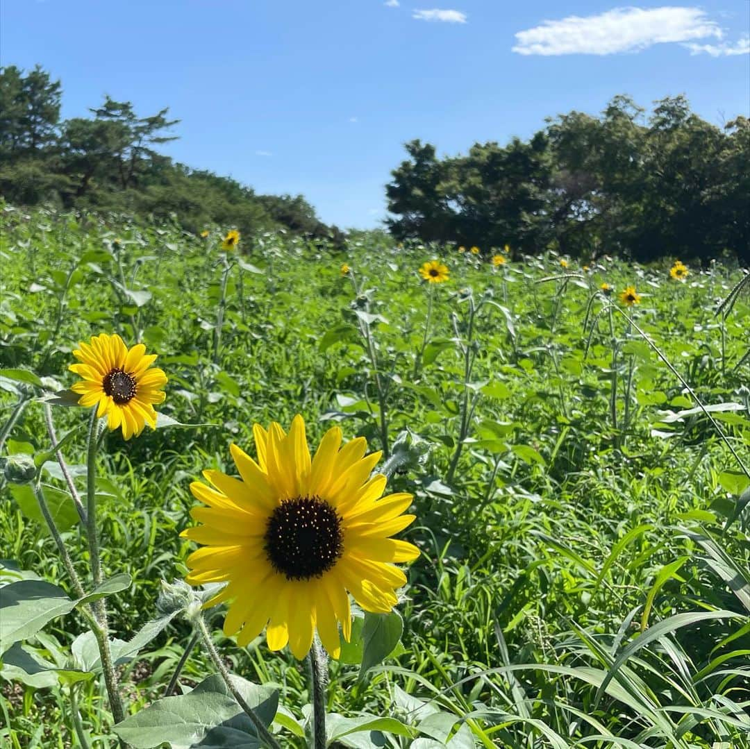 小野澤玲奈さんのインスタグラム写真 - (小野澤玲奈Instagram)「🤗🌻  真夏日だけど木陰をウォーキング🚶‍♀️ 約５キロを２時間かけて歩きました🚶‍♀️  昭和記念公園はひろーいのでノーマスクで 汗ばむ顔面にたっぷりの風を浴びて、 時々ベンチでキンキンのそば茶を飲んで 気持ちよかった〜🍃  なんでこんな暑いのに公園に来させられたの？と思ったけど笑 いい休日でした✨  ドラマでみた素敵なチャペルにも行けたんだ！！ 次はここがいいな〜💕……なんて笑  #公園 #散歩  #夏のウォーキング  #ノーマスク #水分補給  #自然大好きおばさん  #🌻 #🪷 #昭和記念公園  #フォレストイン昭和館 #チャペル  #ロケ地 #持続可能な恋ですか  #上野樹里席」7月12日 8時04分 - reina.onozawa