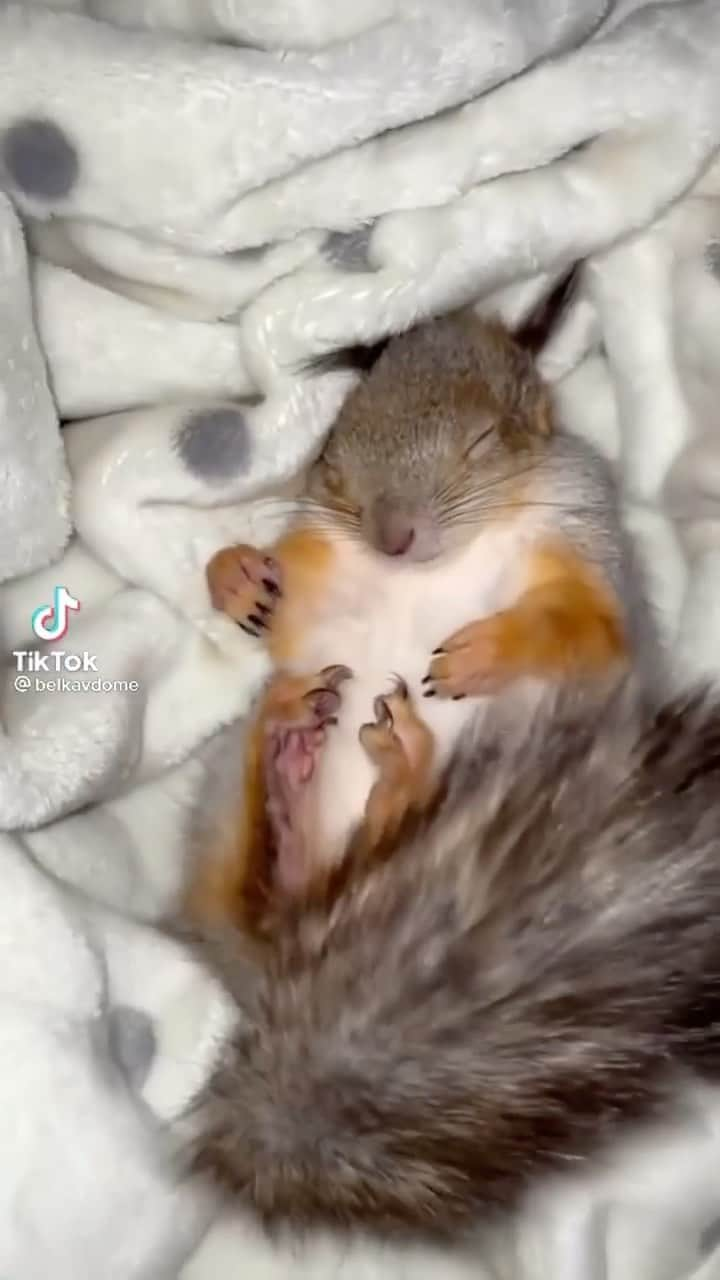 animalsのインスタグラム：「Monday mood 😴  Video by: @antropovakarina」