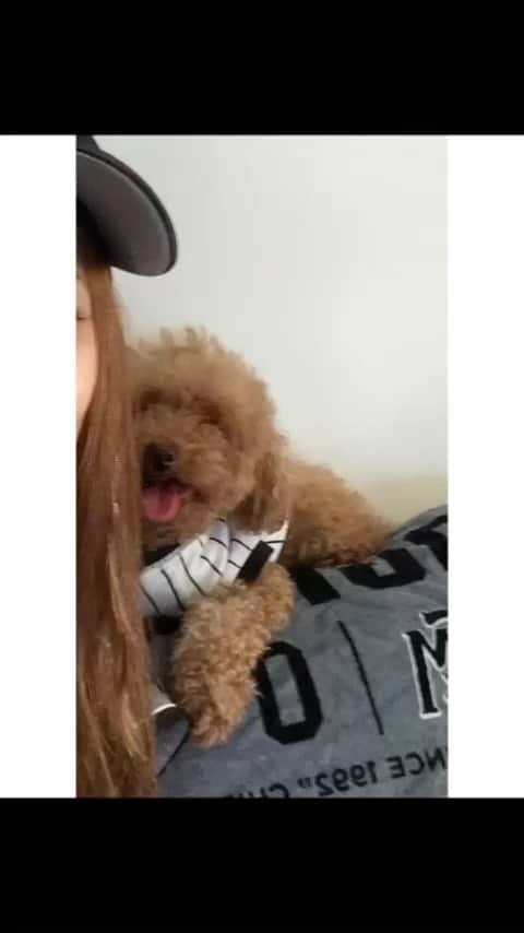 岡田祐佳のインスタグラム：「#insta  #instadog  #dog  #dogsofinstagram  #mypet  #toypoodle  #animal  #犬スタグラム  #トイプードル #小型犬  #女の子 #小型犬  #もふもふ #トリミング」