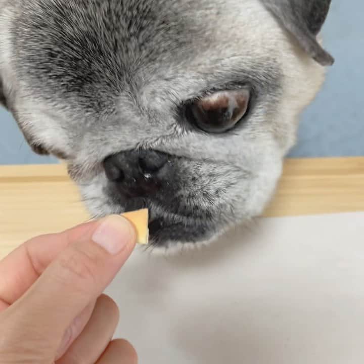 八兵衛のインスタグラム：「Hachibei😋 * * いつぞやの もぐもぐ。 * *  #ほぼ黒パグ #おじいちゃん犬 #15歳9か月  #pug #puggy #puglife #puglove #petstagram #pugstagram #pugsofinstagram #pugs #dog #八兵衛 #はちべえ #amazonpets」