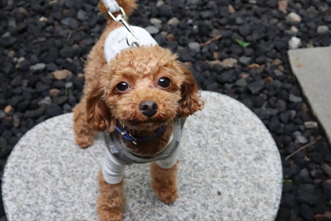 佐々木萌香のグルメインスタ