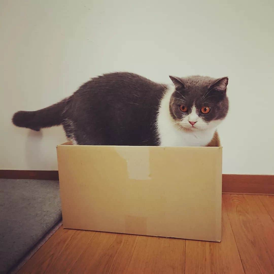 高橋靖子さんのインスタグラム写真 - (高橋靖子Instagram)「どうも、箱入り息子のトトです🐈 今日はとても蒸し暑いです。蒸し暑いからって、おやすは、お昼にカレーを食べた後、アイスを2個も食べてたよ🍦🍨。注意をしようと思ったけど、ちゃんと僕にもチュールをくれたから、今日は見逃してあげたよ。 #箱の中身より段ボール  #必ず一度は入ってみる  #猫  #ブリティッシュショートヘア  #cat  #にゃんすたぐらむ  #猫のいるくらし  #고양이  #브리티쉬숏헤어  #토토  #吉本新喜劇  #よしもと新喜劇  #新喜劇  #43.1키로」7月12日 13時19分 - oyasupororo