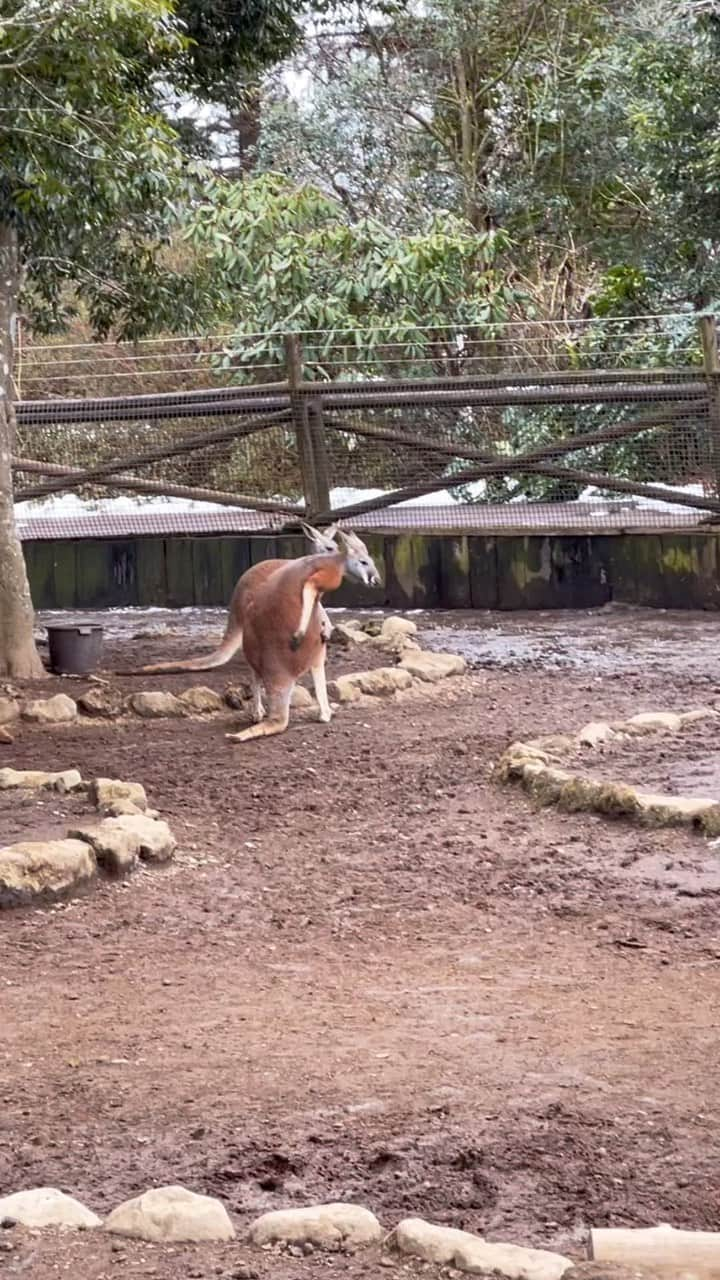 立花サキのインスタグラム：「この動画を見たあなたはHAPPY DAYS❤️ ⁡ ⁡#カンガルー #お尻カイカイ  #このリズム頭に残る #この音源 #嫌なことも忘れられるね #笑」