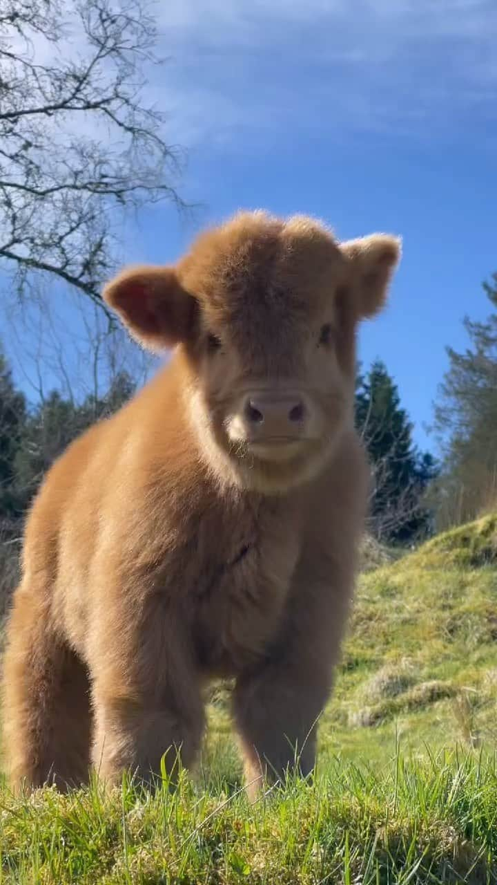 animalsのインスタグラム：「Fluffiest little cow enjoying a sunny day 🐮☀️  Video by: @hmgaard」