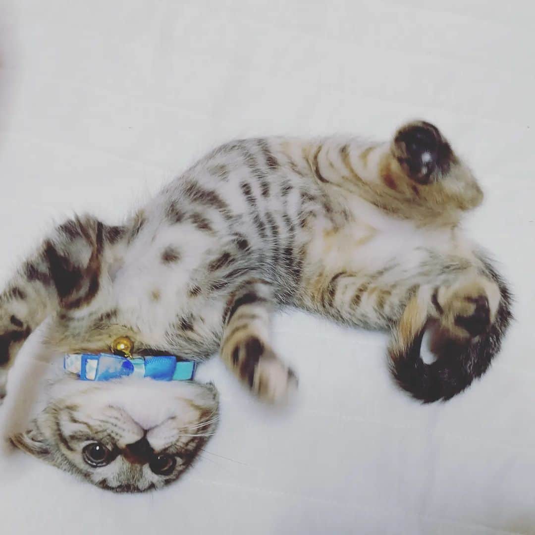 幸宮チノのインスタグラム：「Here comes a new family #cat #猫」