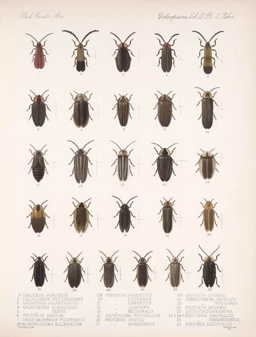 のインスタグラム：「Do you call these fireflies or lightning bugs?  These members of the Lampyridae family are from an 1880s volume of "Biologia Centrali-Americana: zoology, botany and archaeology." It's from our @silibraries, which added the strobe effects.⚡️  🎥: Grid of insects that emit blinking lights」