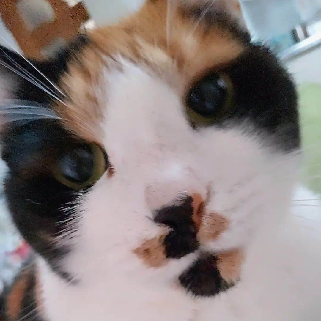 テレンス・リーのインスタグラム：「あんみつ姐さん＆みかんくん近影 #猫 #ねこ #ネコ #もふもふ猫 #もふもふ部」