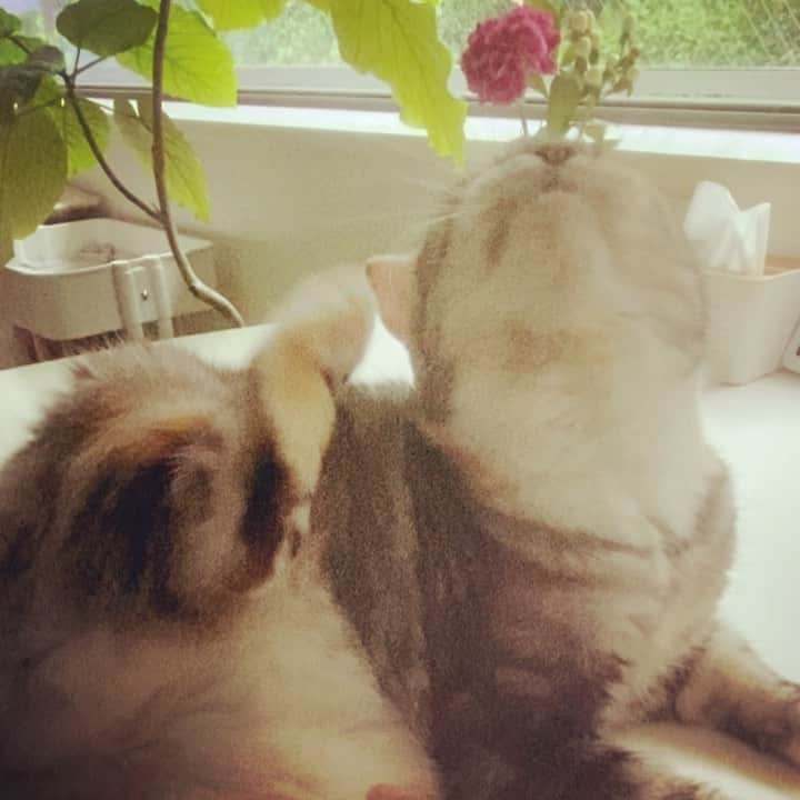 浅田信一のインスタグラム：「雨だね🙎🏻‍♂️ですね😺」