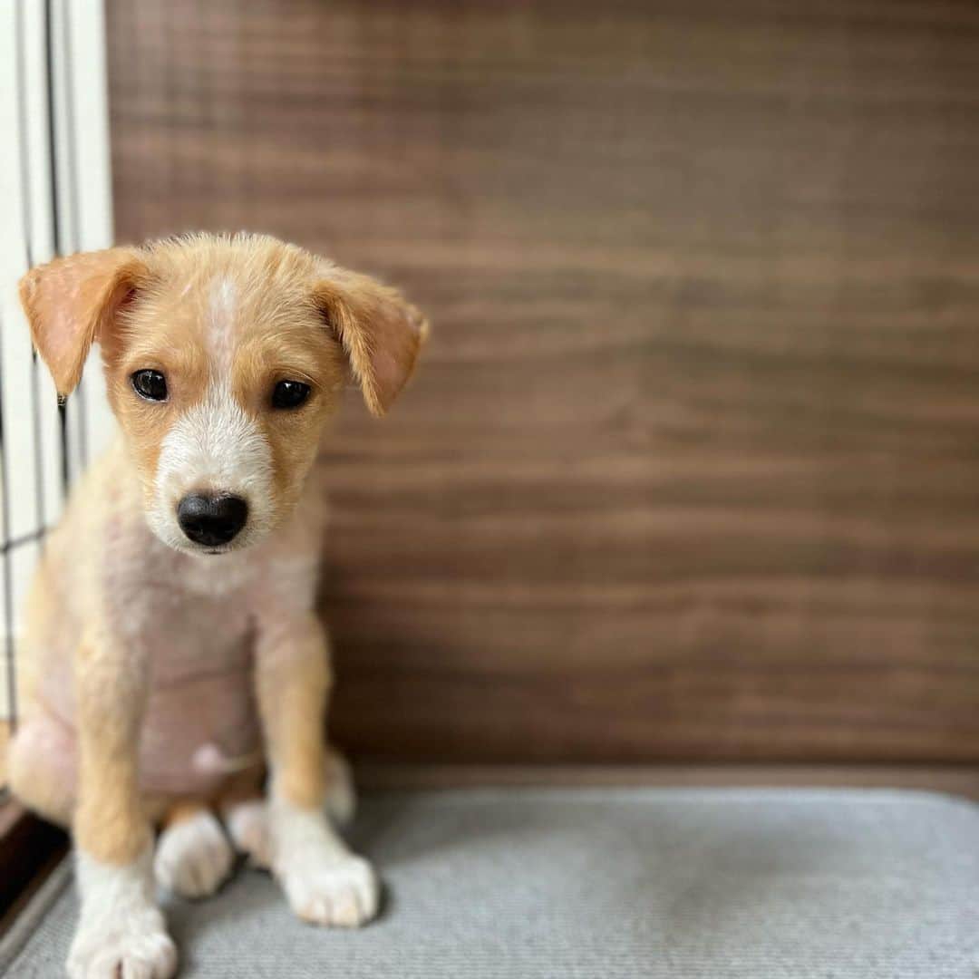 Ayakoのインスタグラム：「2022.07.13 ・ ・ ご無沙汰しております。 ・ 我が家、新しい家族が増えました。 ・ 熊本県の保健所から引き取ってきた保護犬。名前はルーク。 ・ 名付け親は息子で、スターウォーズのルーク・スカイウォーカーからとってルークにしたらしい。 ・ まだ3ヶ月の仔犬。早くに母親から引き離され、捨てられていたルーク。 ・ 皮膚炎をおこしていて、毛並みもボロボロ。保健所では人間を怖がり檻の隅でブルブル震えていましたが、徐々に表情が出てくるようになりました。 ・ ・ 15年を共に過ごした愛犬を亡くしてから13年。 ・ 愛犬の死が本当に悲しくトラウマとなり、あれから犬に触れる事を極力避けてきましたが、今回勇気を出して本当に良かった。 ・ 嗅いだことのある懐かしい匂いに、胸の奥がギュッとなりました。 ・ まだゲージから出て来られず、いつもビクビクしているルーク。 ・ いつの日か、ジェダイの騎士のように強く勇ましい姿に成長出来るよう家族全員全力でサポート致す！ ・ だから、安心して暮らすんだよ。 ・ ・」