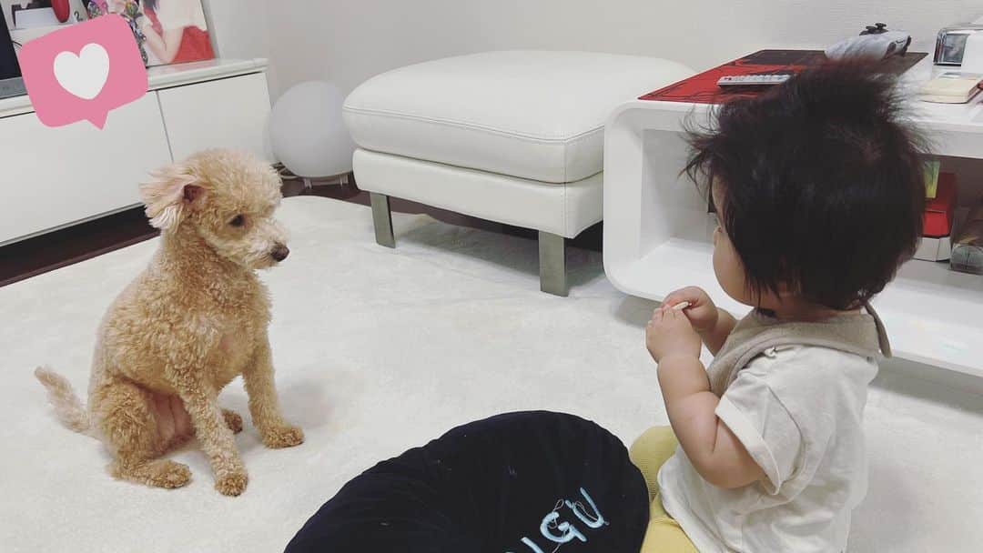 古川未鈴のインスタグラム：「一歳のお誕生日 おめでとー！  最近では、ぱむとも少し遊ぶようになったり 嫌なものは嫌！と拒否するようになったり シナぷしゅが大好きだったり 食べられなかったヨーグルトバナナが食べれるようになったり  もうわたしの中では赤ちゃんではなくて子供って感じです。 こんなに大きくなるんだね！  今日は仕事で遅かったので 帰ったらもう寝かしつけしてくれていたので会えずで 明日も1日そんな感じなのであまり会えないけど 落ち着いた日に 子供も食べれるケーキを作る予定！ 食べてくれるといいなぁ  #happybirthday  #1歳誕生日」