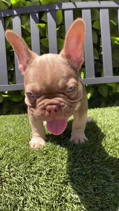 Oprahnbooのインスタグラム：「Rojo male!! Carries blue. 10 weeks old.」