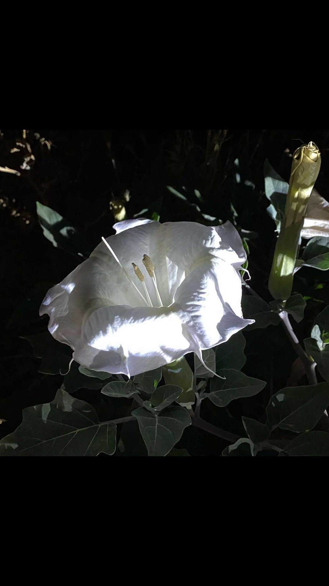 クリスティナ・バザンのインスタグラム：「I wanted to offer you guys a quick full moon chant, a tune up with the powerful mantra « Om Namo Bhagavate », I am One with Divinity. My I am presence is One with the I am presence of All. Just let it resonate through the healing sounds of this crystal bowl. I hope you can feel it 🌝 You can re-listen to it as many times as you want, I deeply sense that it’s a very potent activation so each time you’ll tune into it you’ll get this cleansing energy. Enjoy and have a beautiful full moon 🤍✨」