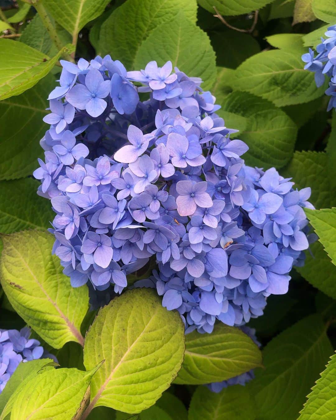 のインスタグラム：「💙🥰💜  #nofilter」
