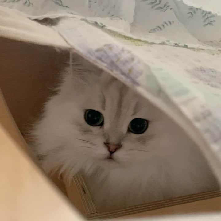 후추네큰언니のインスタグラム：「넘 예뻐부러…..  #후추 #고양이 #cat」