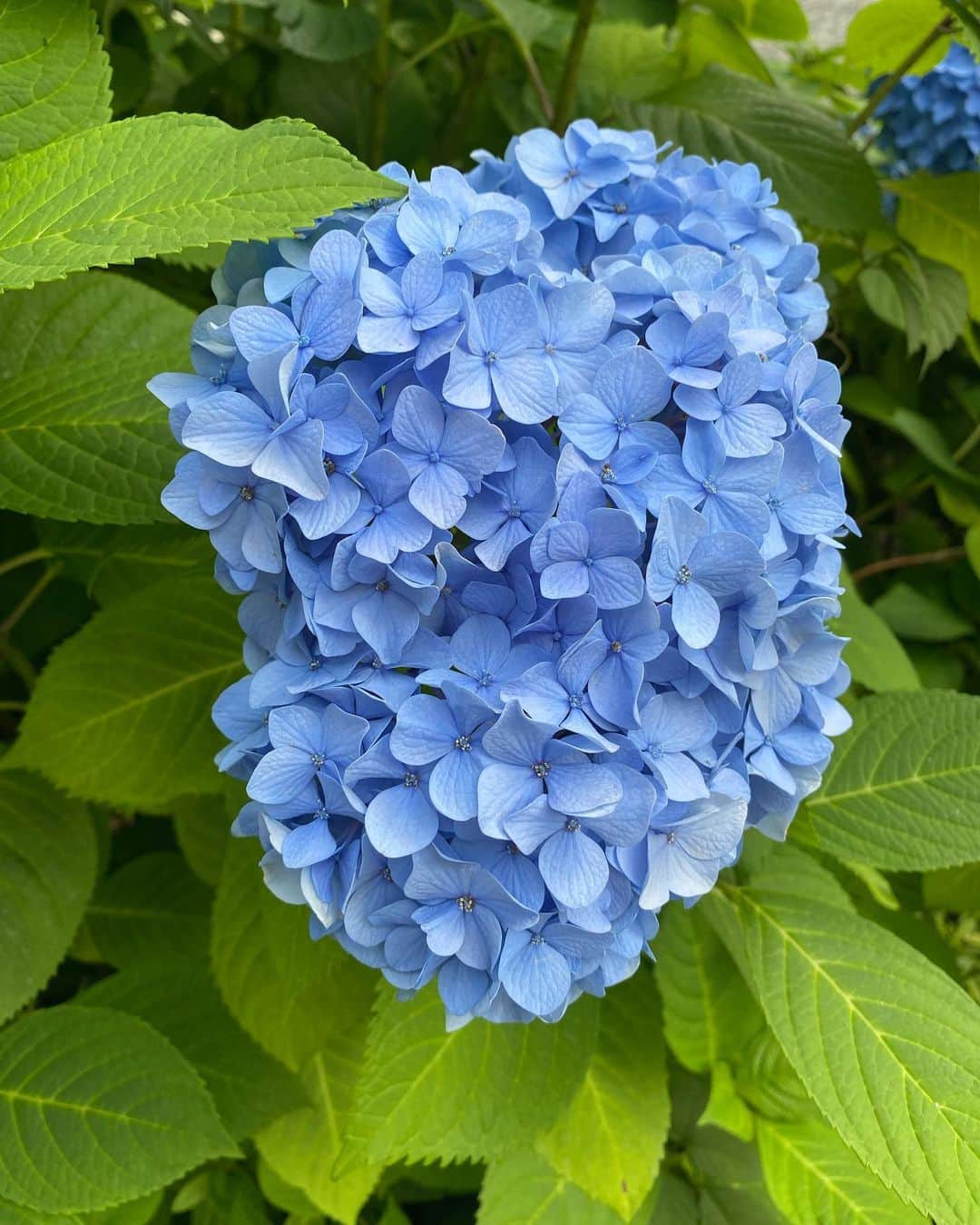 檜山沙耶さんのインスタグラム写真 - (檜山沙耶Instagram)「最近街中で見かけた紫陽花。 雨の日も彩りを与えてくれますね💠  #紫陽花 #街中 #彩り #hydrangea」6月20日 21時05分 - sayahiyama