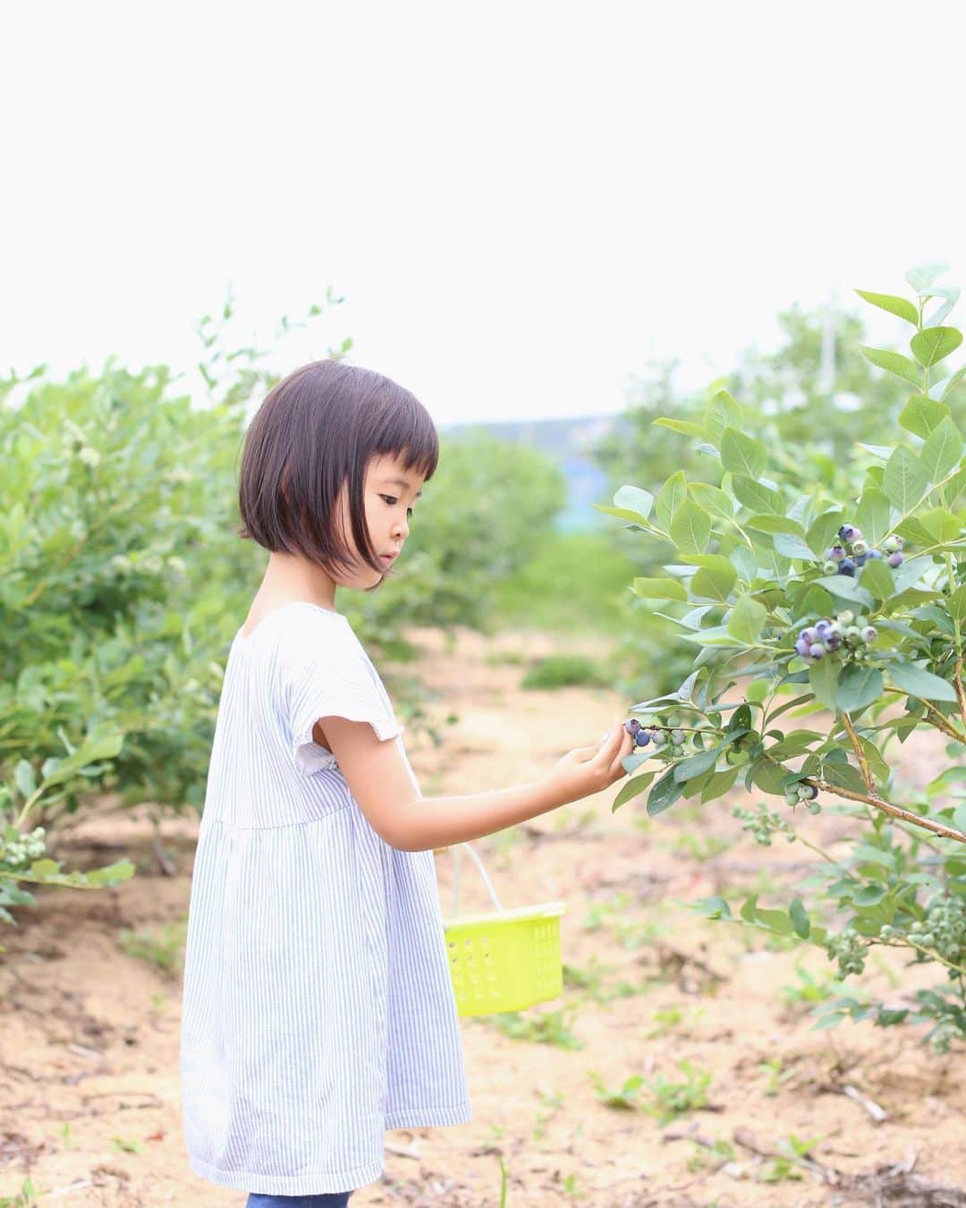 Megumi Konoさんのインスタグラム写真 - (Megumi KonoInstagram)「. . 今年も娘が大好きなブルーベリー狩りへ🫐 安曇野（長野）にある素敵な農園で ゆっくりとブルーベリーを堪能して 最高に癒された☺︎ . 松本に移住した友達家族にも久しぶりに会えて♡ わんぱくすぎる子供達を見守りながら 昔の懐かしい話し（元同僚です） 今の暮らしのことや子育てのこと これからのことなど... ゆっくり話せて良き週末でした！ またこれでしばらくがんばれそう〜 . Thanks☺︎ @kuwabarasayaka . #ブルーベリー狩り#ブルーベリー#村山ブルーベリー園#安曇野#松本#週末旅行#子連れ旅行#blueberry」6月20日 21時53分 - monocoto_scrap