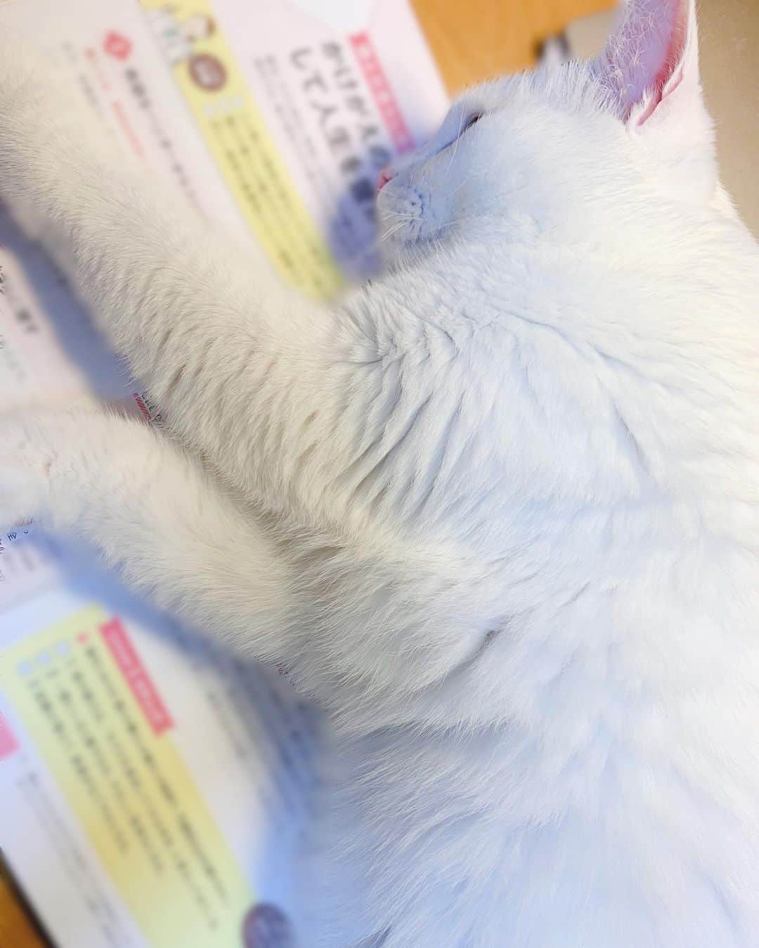 田中めいさんのインスタグラム写真 - (田中めいInstagram)「愛猫飼育スペシャリストの勉強はじめたよ〜🌱」6月20日 22時10分 - meicat__meow