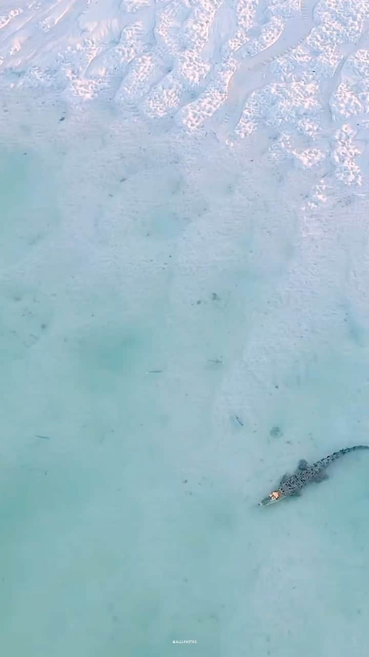 WildLifeのインスタグラム：「@discovercrocodiles 🐊 video by @ally.photog Slow Mornings 🌤」
