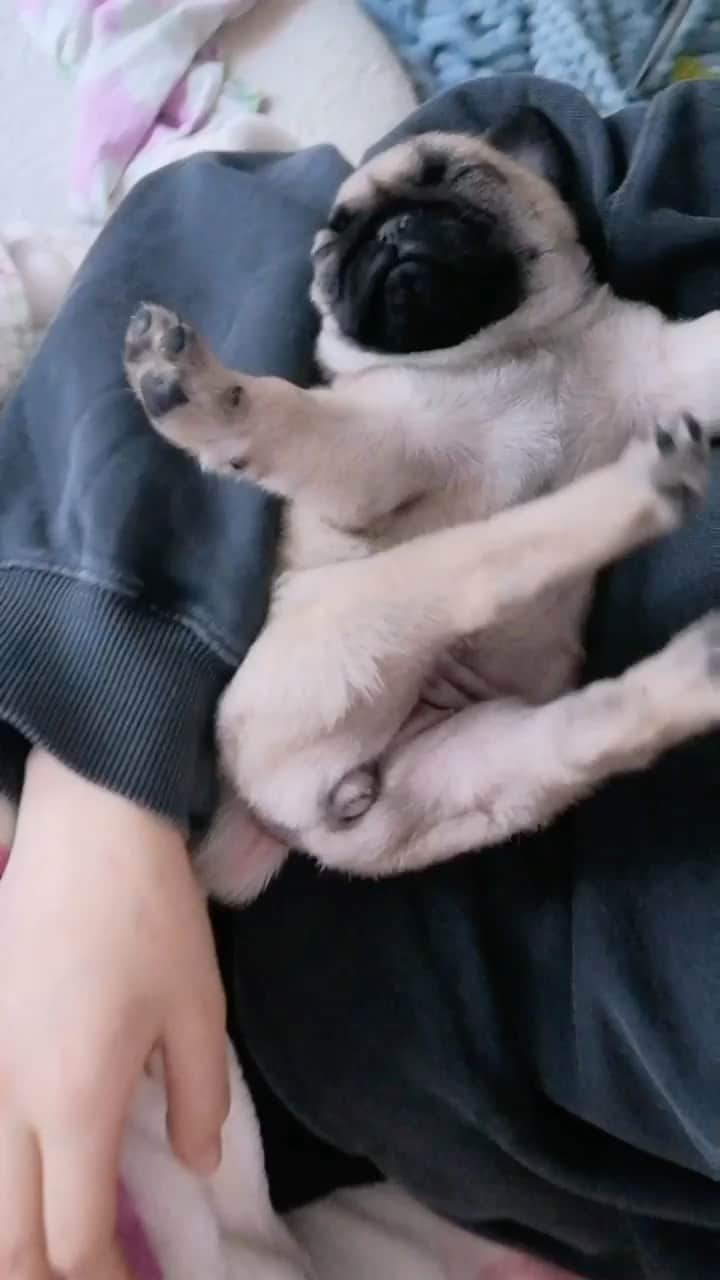 pugsofinstagramのインスタグラム：「This. Please follow @puglina_ !」