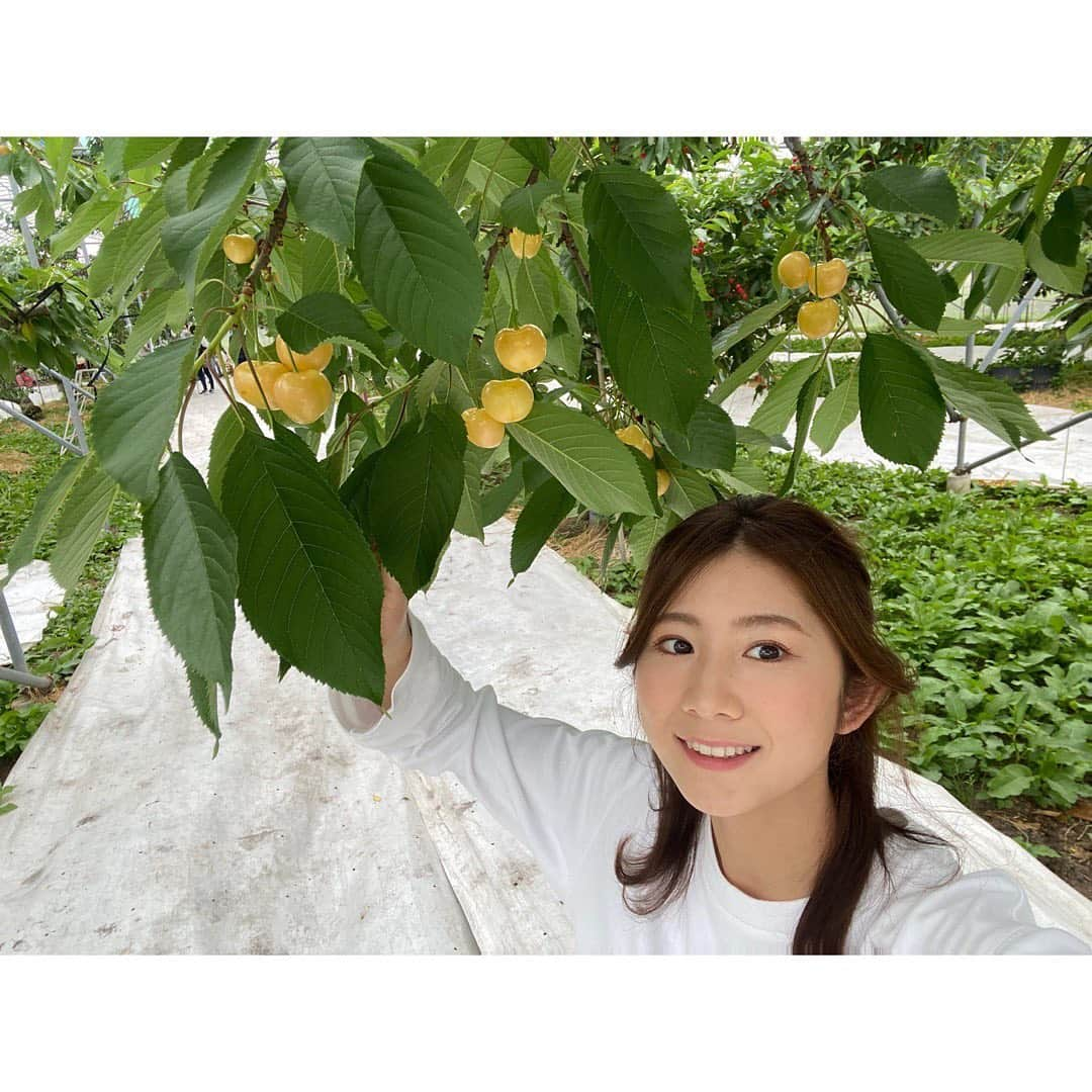 尾島早都樹のインスタグラム：「中野市で今月から始まった #サクランボ狩り 🍒🧺 中継でお伝えしました！  北原果樹園さんでは、 なかなか市場に出回らない 幻ともいわれる黄色いサクランボ #月山錦 (がっさんにしき)🟡が いただけます！  実があまりつかず貴重な品種ですが、 今年は園主の方もびっくりするくらいの 実のつきようだそうです🫢！  大粒でしっかりとした甘さがあるので 見た目にも味にもびっくり！ とってもおいしかったです🤭❤️  県内トップの生産量を誇る中野市ですが、 おととしは新型コロナ、 去年は凍霜害の影響で開催は３年ぶり！  待ちに待った旬の味！ 甘酸っぱい幸せの味を お腹いっぱいたのしんでみては🍒🧺♡  次もみなさんの街へ！！ #尾島がおじゃまします 👟🎤  #長野放送 #土曜はこれダネッ #アナウンサー #女子アナ  #中継 #リポーター #信州 #長野県 #中野市 #サクランボ #さくらんぼ #さくらんぼ狩り #🍒 #いつもさつき晴れ☀️✌🏻」