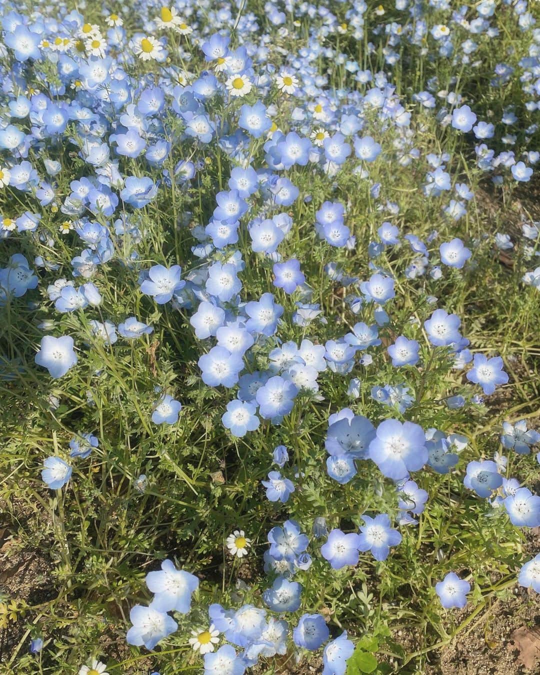 青木菜花のインスタグラム：「⁡ ⁡ #アーカイブ ⁡ この投稿見つけた人きっと明日いいことあるよっ　♡笑」