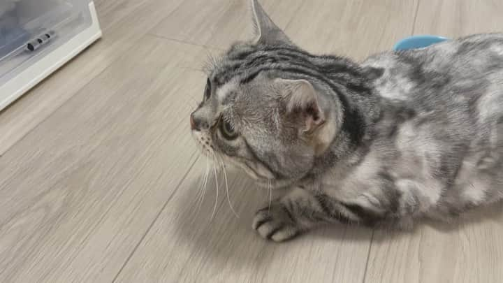 ルフのインスタグラム：「Luhu having been in the box for treatment nearly a month, but he had just noticed white gas coming out of the mouth of the nebulizer tube, that’s new for him,so he is afraid of that,his face so funny 😅😅 - - #cat #cute #timid #angel #luhu #sadcat #funnycat」