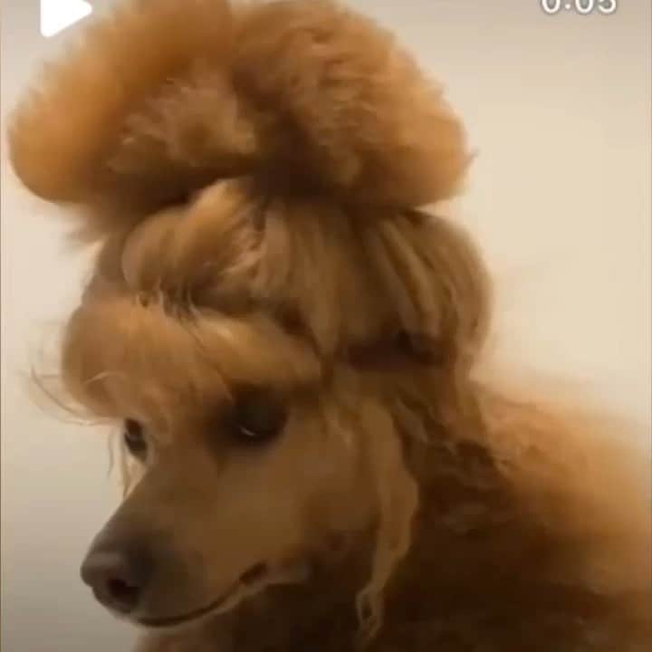 ジェニー・モレンのインスタグラム：「Im doing my hair like this tomorrow」