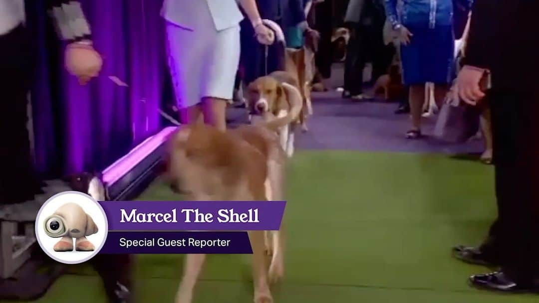 ジェニー・スレイトのインスタグラム：「Special guest reporter #MarcelTheShell is on the mic 🎤 First up, Hound Group 🐾 Tune into the 2022 #WestminsterDogShow, LIVE   @marcelthemovie comes out THIS FRIDAY!!!」