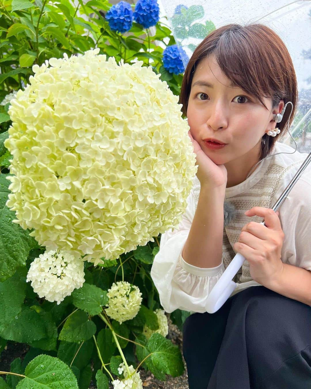 稲富菜穂のインスタグラム：「昨日はjcom📺liveニュース泉州！  生中継先は、 泉南市にある長慶寺さんへ🏃‍♂️💨  お寺も凄く綺麗で、 丘の上にあるので景色も最高！ JR阪和線和泉砂川駅からも徒歩15分くらいですし、駐車場も100台ほど停められる大きさでアクセスの良さが凄い☺️👏  そしてそして、 長慶寺さんは〝あじさい寺〟とも呼ばれるほど沢山の紫陽花が咲いているんです✨  咲くタイミングも違うスポットもあるので 何度も訪れる方もおられるそうでね！ 地元の方や遠いところから沢山の方が来られるのもわかるなぁ🥰♪  なんといっても紫陽花の花がめちゃくちゃ大きいのよねぇ😳😳😳！  更に、 6月末まで特別な御朱印もありますよ！ 住職の松永さんが消しゴムで作った紫陽花スタンプすっごく素敵です😭👏💕  見応えすごいから皆様も是非訪れてみてはいかがでしょうかっ？  #jcom #liveニュース泉州  #泉南市 #長慶寺 #あじさい寺 #紫陽花 #紫陽花御朱印」
