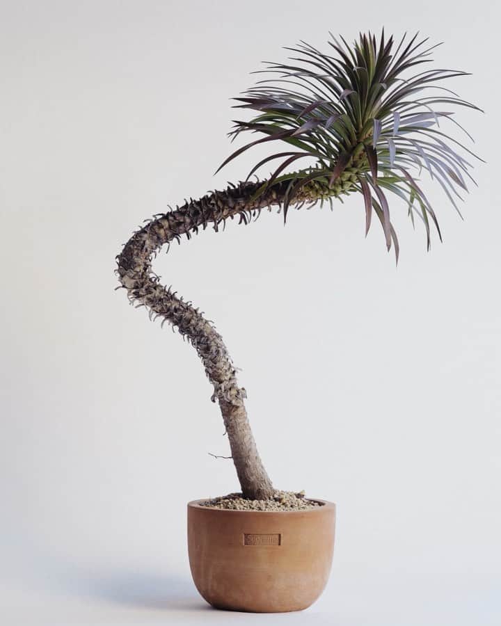 シュプリームのインスタグラム：「Plant Hunter Kunzo Nishihata, 2022」